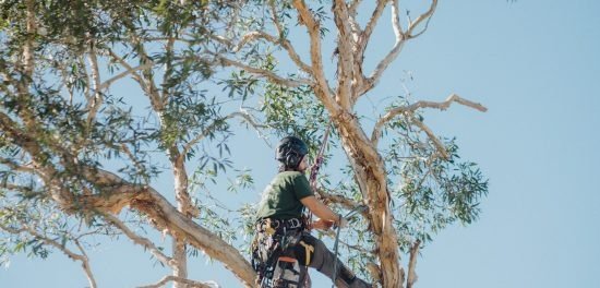 Diamond Tree Services